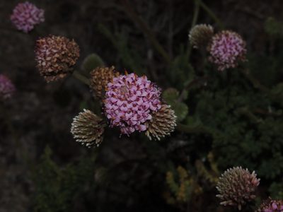 Polyachyrus fuscus, photographed by Nicolás Lavandero
