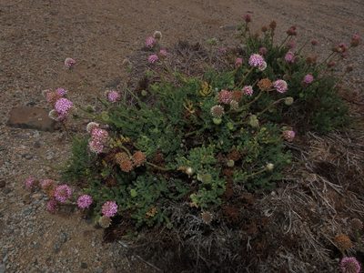 Polyachyrus fuscus, photographed by Nicolás Lavandero