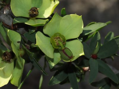 Euphorbia lactiflua, photographed by Nicolás Lavandero