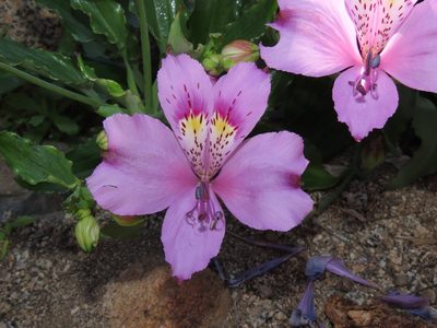 Alstroemeria paupercula, photographed by Nicolás Lavandero