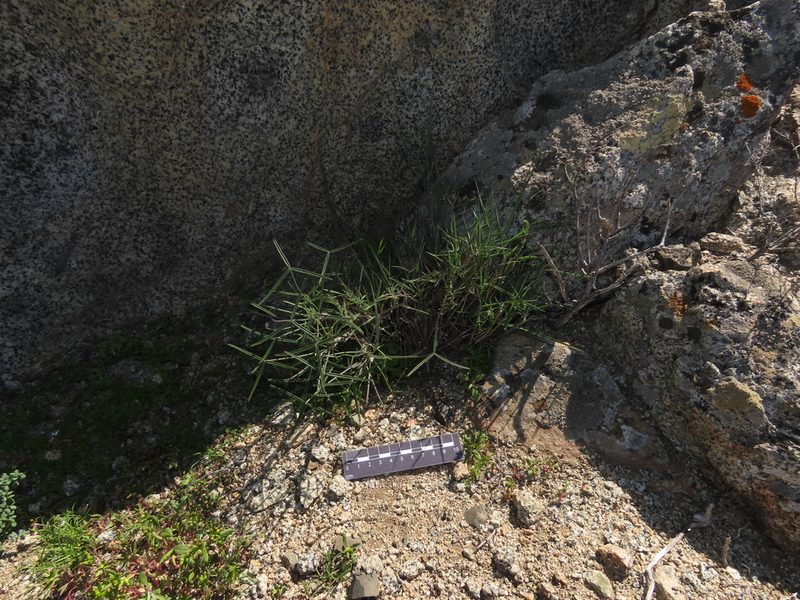 Oxalis ornithopus, photographed by Nicolás Lavandero