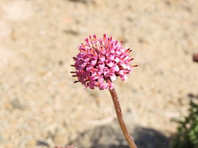 Polyachyrus fuscus, photographed by Nicolás Lavandero