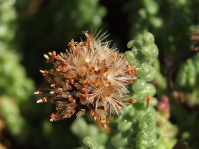 Polyachyrus fuscus, photographed by Nicolás Lavandero