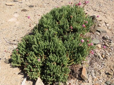 Polyachyrus fuscus, photographed by Nicolás Lavandero