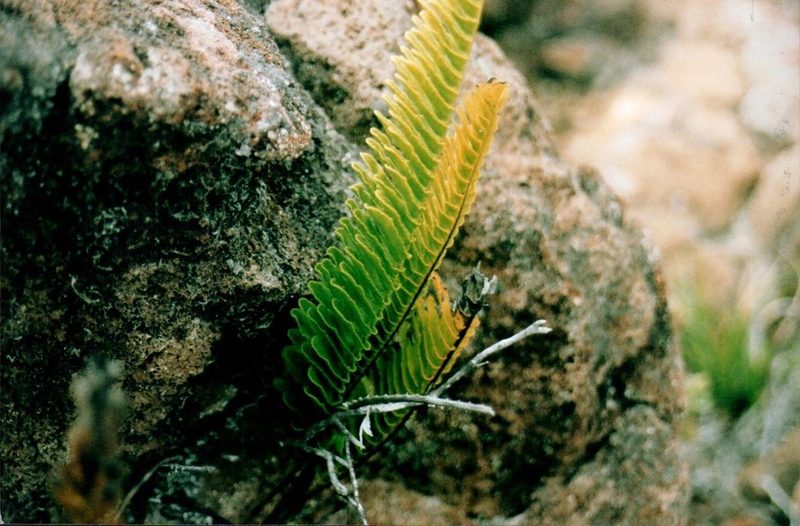 Polypodium pellucidum, photographed by Jason Hernandez
