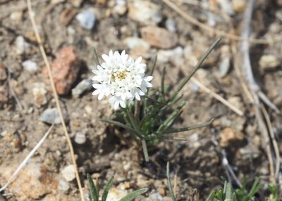 Chaenactis fremontii, photographed by John G. Phillips
