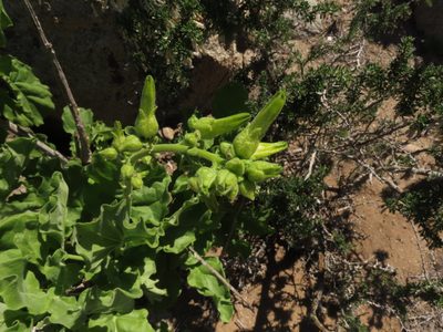 Nicotiana solanifolia, photographed by Nicolás Lavandero
