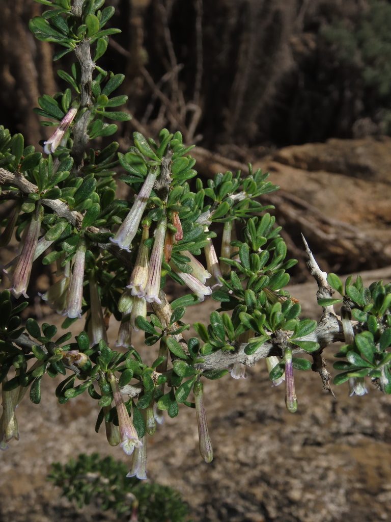 Lycium stenophyllum, photographed by Nicolás Lavandero