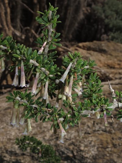Lycium stenophyllum, photographed by Nicolás Lavandero