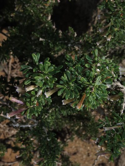 Lycium stenophyllum, photographed by Nicolás Lavandero