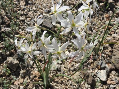 Leucocoryne appendiculata, photographed by Nicolás Lavandero