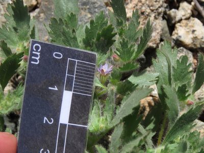 Malesherbia humilis, photographed by Nicolás Lavandero