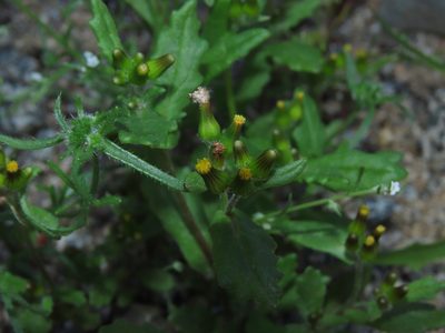 Erechtites leptanthus, photographed by Nicolás Lavandero