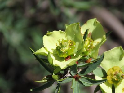 Euphorbia lactiflua, photographed by Nicolás Lavandero