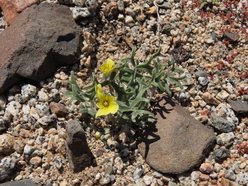 Oxalis leucophylla, photographed by Nicolás Lavandero