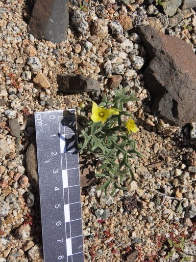 Oxalis leucophylla, photographed by Nicolás Lavandero