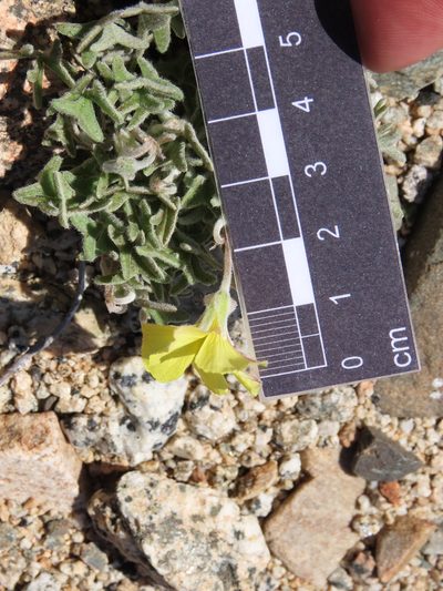 Oxalis leucophylla, photographed by Nicolás Lavandero