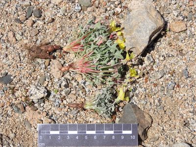 Oxalis leucophylla, photographed by Nicolás Lavandero
