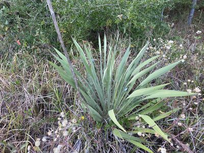Yucca filamentosa, photographed by Daniel McNair