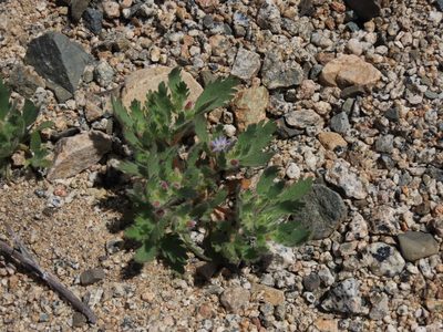 Malesherbia humilis, photographed by Nicolás Lavandero