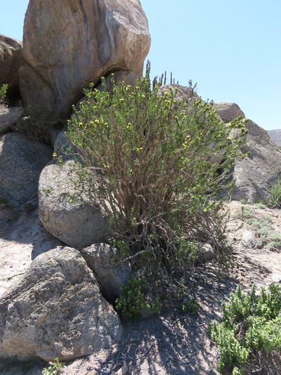 Euphorbia lactiflua, photographed by Nicolás Lavandero