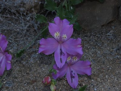 Alstroemeria paupercula, photographed by Nicolás Lavandero