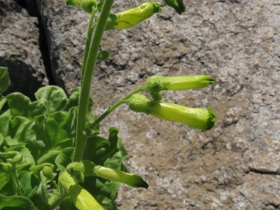 Nicotiana solanifolia, photographed by Nicolás Lavandero