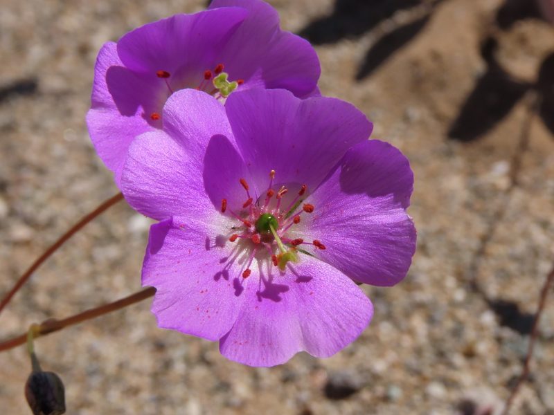 Cistanthe longiscapa, photographed by Nicolás Lavandero