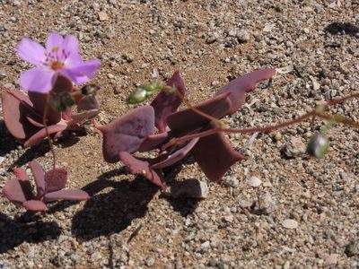 Cistanthe longiscapa, photographed by Nicolás Lavandero