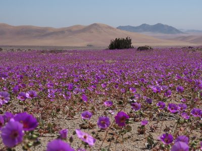 Cistanthe longiscapa, photographed by Nicolás Lavandero
