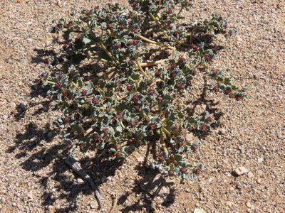 Euphorbia copiapina, photographed by Nicolás Lavandero