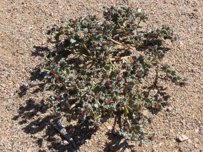 Euphorbia copiapina, photographed by Nicolás Lavandero