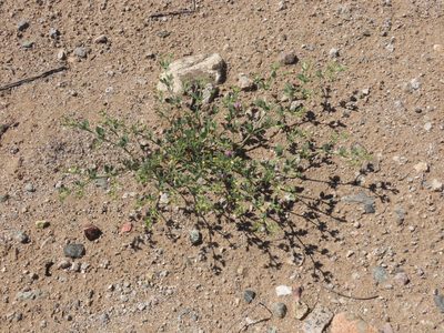 Zygophyllum chilense, photographed by Nicolás Lavandero