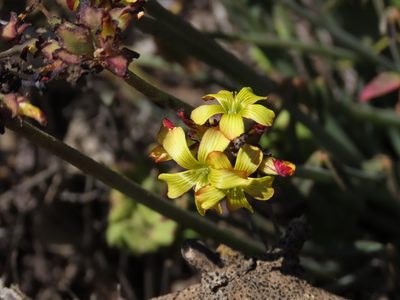 Oxalis tortuosa, photographed by Nicolás Lavandero