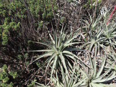 Puya venusta, photographed by Nicolás Lavandero
