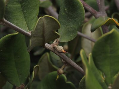 Gayella valparadisaea, photographed by Nicolás Lavandero