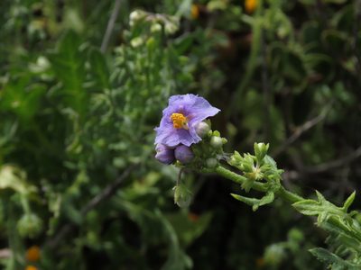 Solanum pinnatum, photographed by Nicolás Lavandero