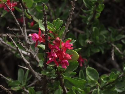 Fuchsia lycioides, photographed by Nicolás Lavandero