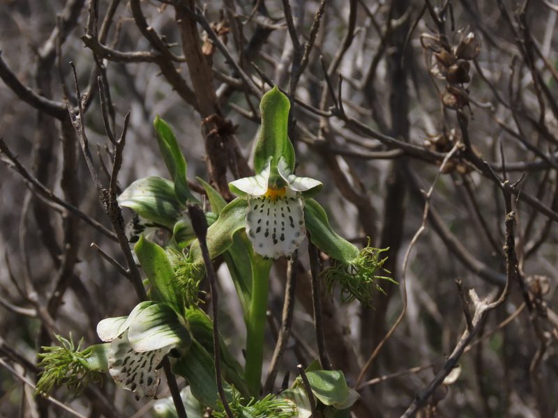 Bipinnula fimbriata, photographed by Nicolás Lavandero