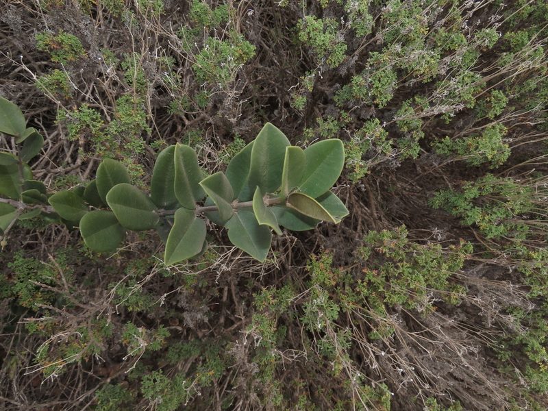 Gayella valparadisaea, photographed by Nicolás Lavandero