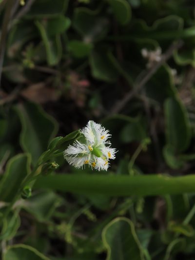 Trichopetalum plumosum, photographed by Nicolás Lavandero