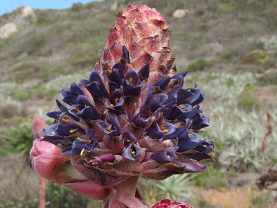 Puya venusta, photographed by Nicolás Lavandero