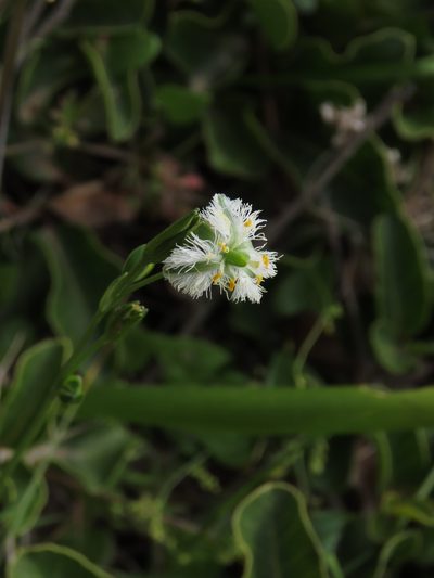 Trichopetalum plumosum, photographed by Nicolás Lavandero