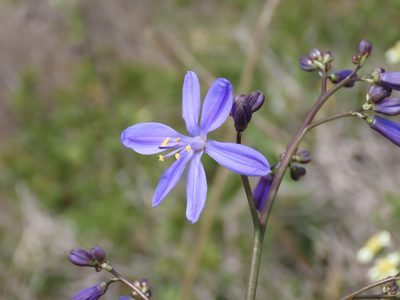 Pasithea caerulea, photographed by Nicolás Lavandero