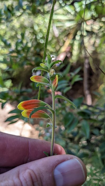 Castilleja quirosii, photographed by Jake Rehage