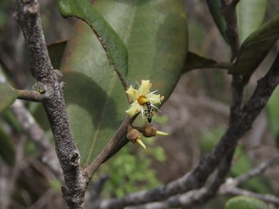 Gayella valparadisaea, photographed by Nicolás Lavandero