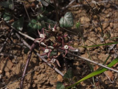 Tweedia birostrata, photographed by Nicolás Lavandero