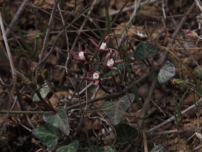 Tweedia birostrata, photographed by Nicolás Lavandero