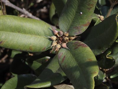 Gayella valparadisaea, photographed by Nicolás Lavandero
