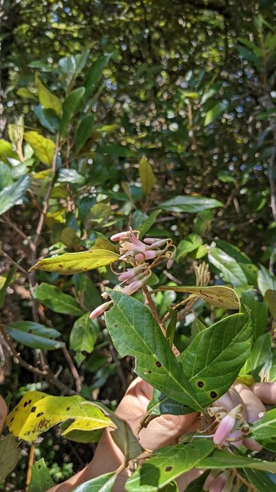 Styrax warscewiczii, photographed by Jake Rehage